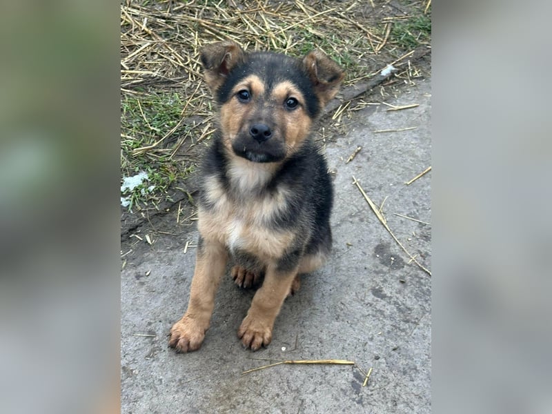 Mancs, geboren 04.10.2025, 30cm sucht leibevolles Zuhause