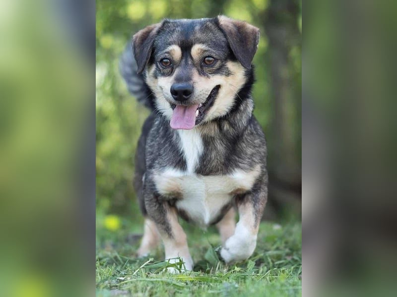 Mogyi, geboren 01.03.2023 sucht sein Glück