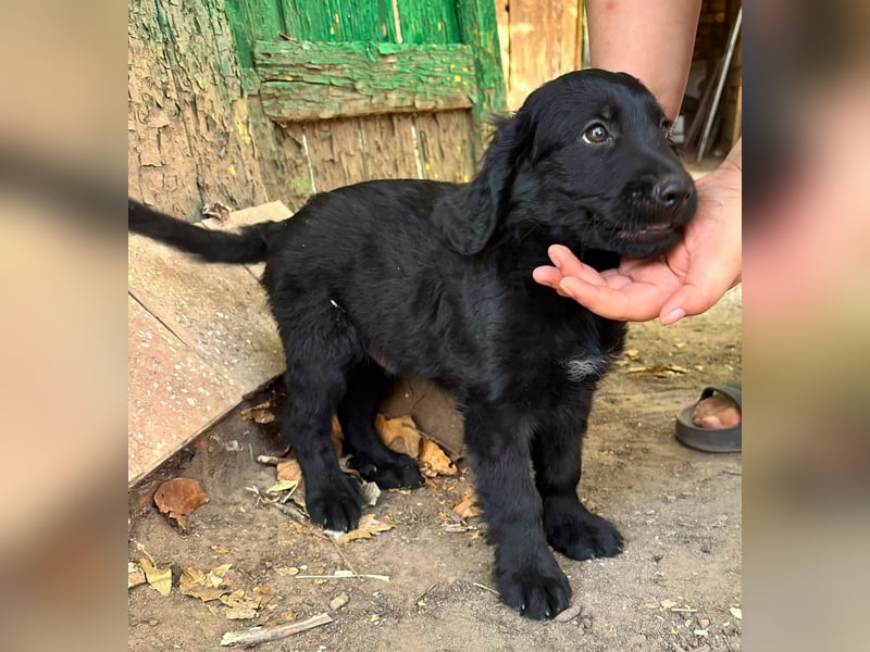 Madox, geboren 04.05.2026, 28cm sucht seine Chance