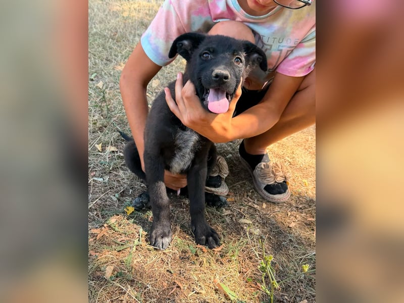Diablo, geboren 25.05.2026, 32cm sucht seine Chance