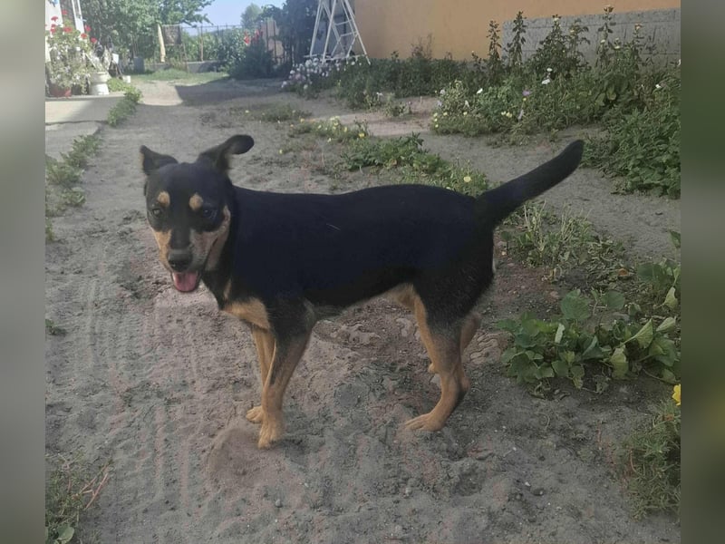 Jade, 12 Monate, 40cm sucht liebevolles Zuhause