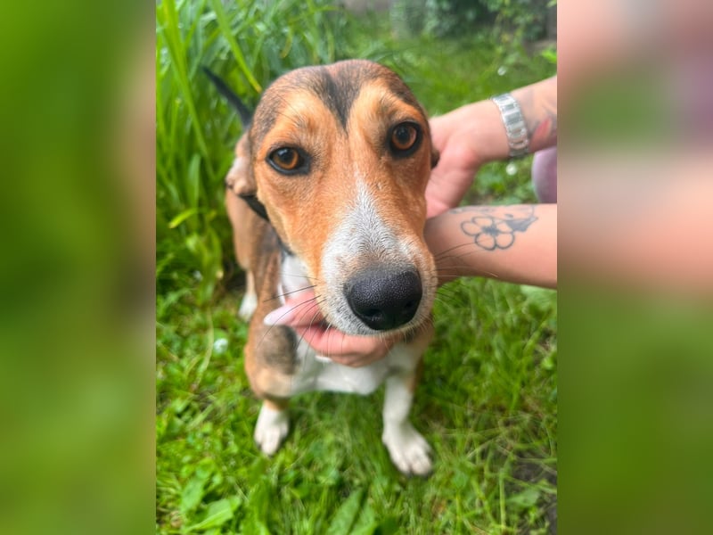 Inez, geboren 02.04.2024, 30cm sucht ihr Zuhause