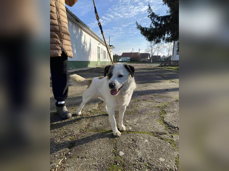 Cooper, geboren 01.07.2023, 40cm sucht sein Glück