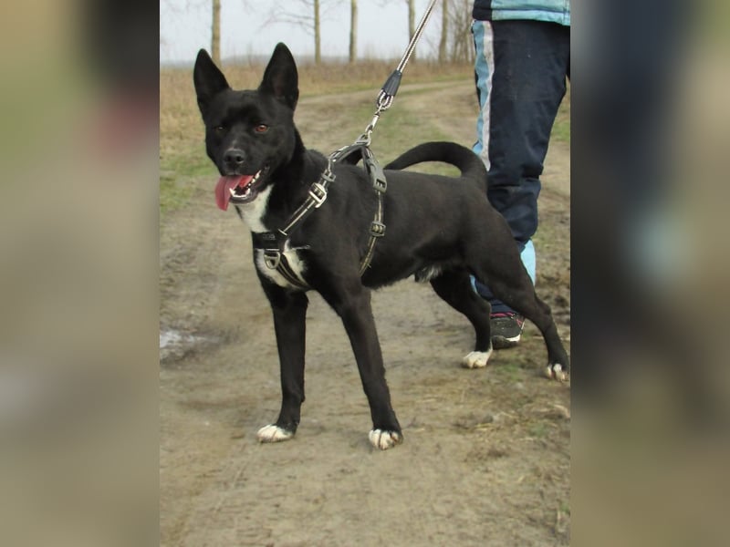 Rubble, geboren 01.12.2024, 43cm sucht seine Menschen