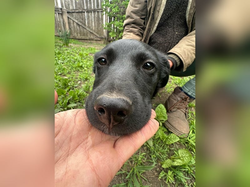 Jack, geboren 03.01.2026, 31cm sucht seine Menschen
