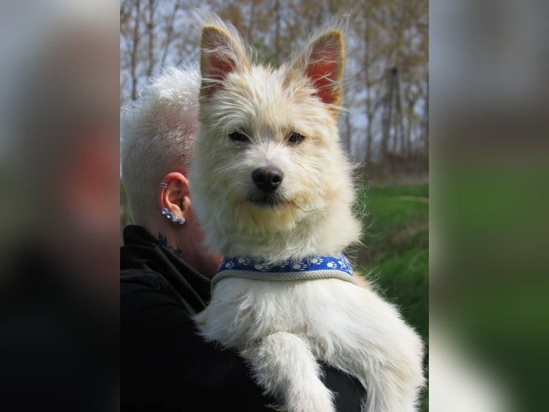 Toni, geboren 01.09.2025, 40cm sucht sein Körbchen