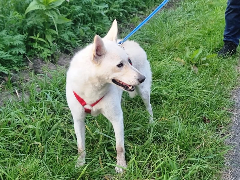 Kokusz, geb. 01.05.2021, 49 cm, wartet auf schon so lange auf ihr Glück (Pflegestelle Deutschland)