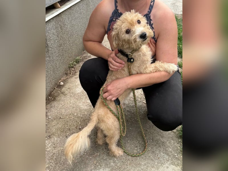 Shaggy, geboren 01.06.2025, 33cm sucht sein Für-Immer-Zuhause