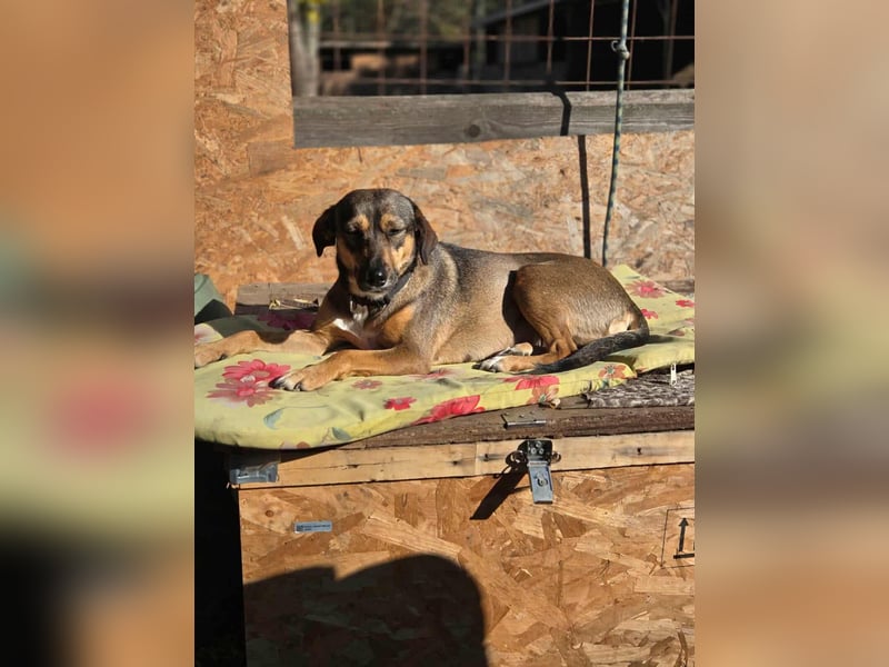 Pircsi, 2 Jahre, 42cm sucht erfahrene Hände