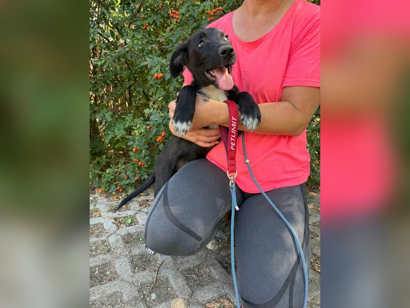 Danny, geboren 25.05.2026, 39cm sucht seine Menschen