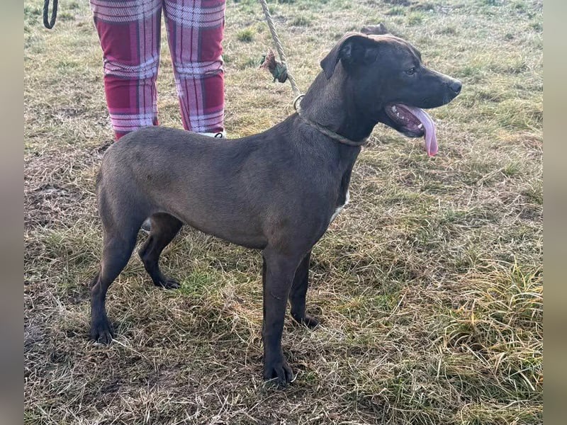 Hailey, geboren 25.01.2025, 39cm sucht aktives Zuhause