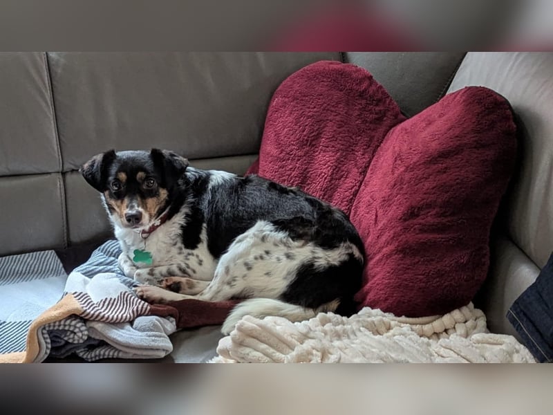 Milo, geboren 21.05.2023, 43cm sucht sein Zuhause (Pflegestelle in Deutschland)