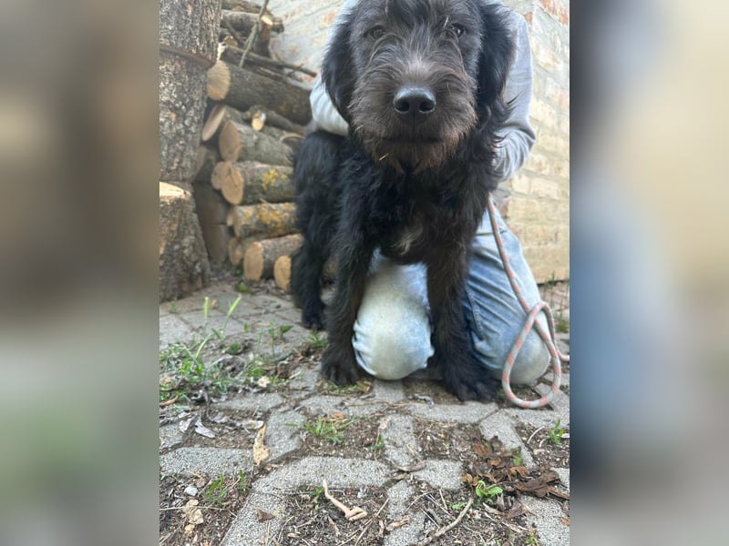 Tommy, geb. 12.2025, 36cm sucht sein Körbchen