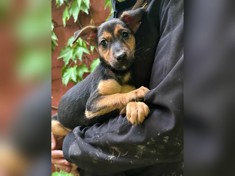 Saki, geboren 26.06.2025, 38cm sucht ihren Platz