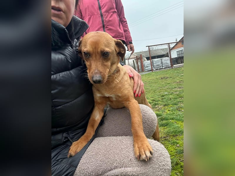 Bubu, geboren 10.05.2025, 35cm sucht Familienanschluss