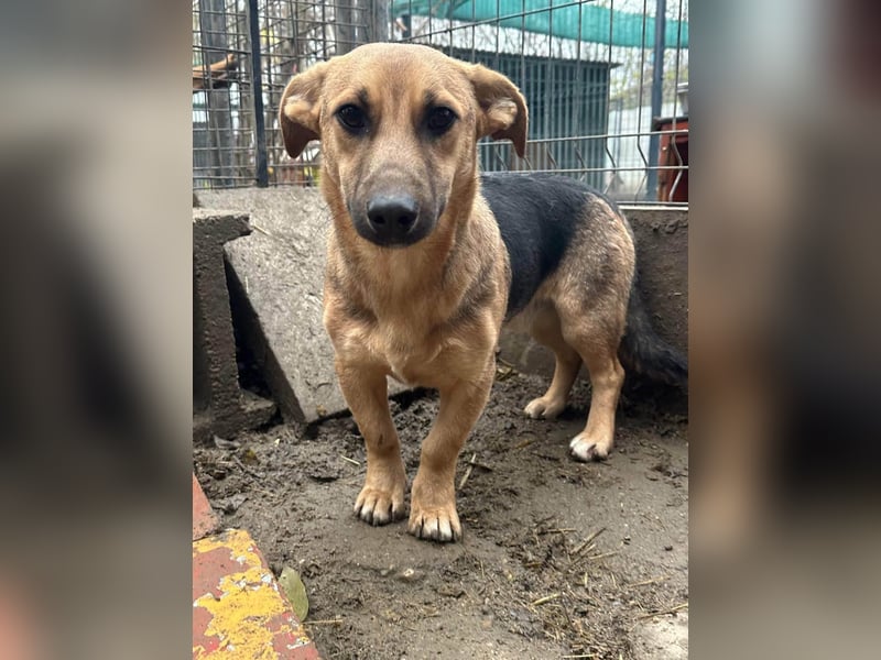 Marwin, geboren 01.04.2025, 40cm sucht sicheres Zuhause