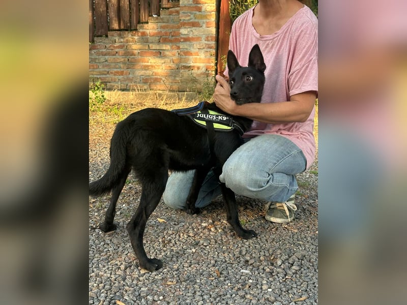 Frutti, geboren 10.12.2024, 41cm sucht ihr Zuhause