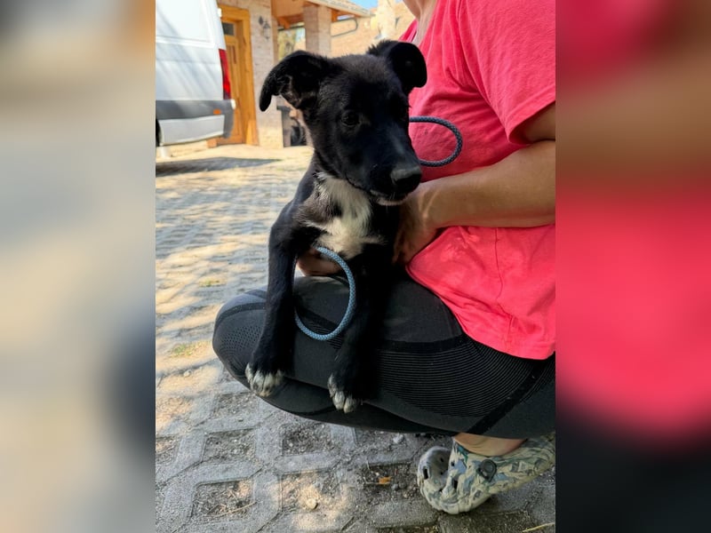 Danny, geboren 25.05.2026, 39cm sucht seine Menschen
