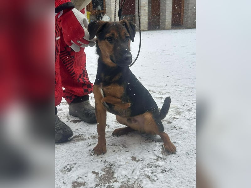 Marko, geboren 26.06.2025, 40cm sucht tierliebe Menschen