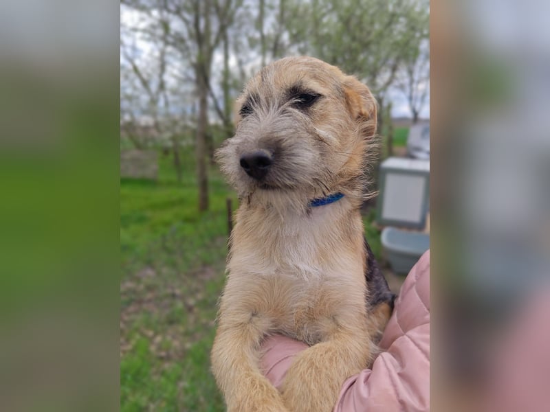 Evita, geboren 19.10.2025, 41cm sucht ihr Glück