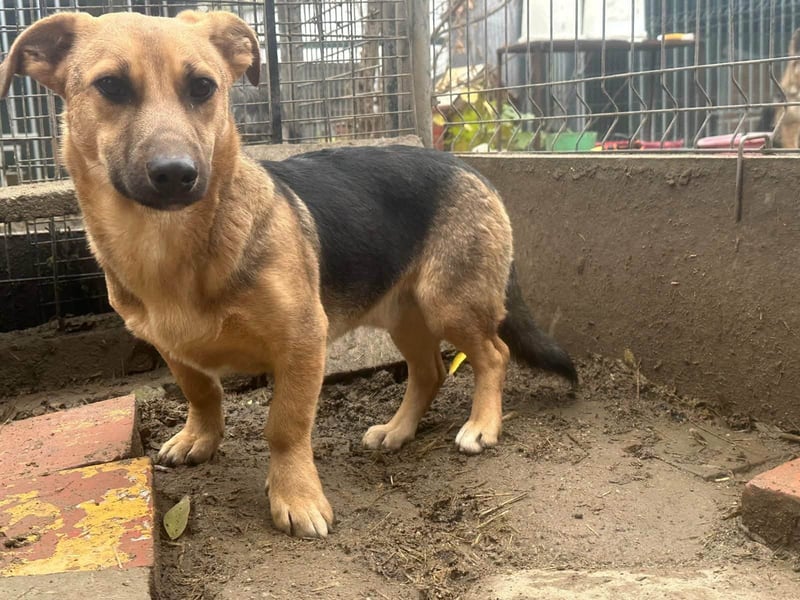 Marwin, geboren 01.04.2025, 40cm sucht sicheres Zuhause