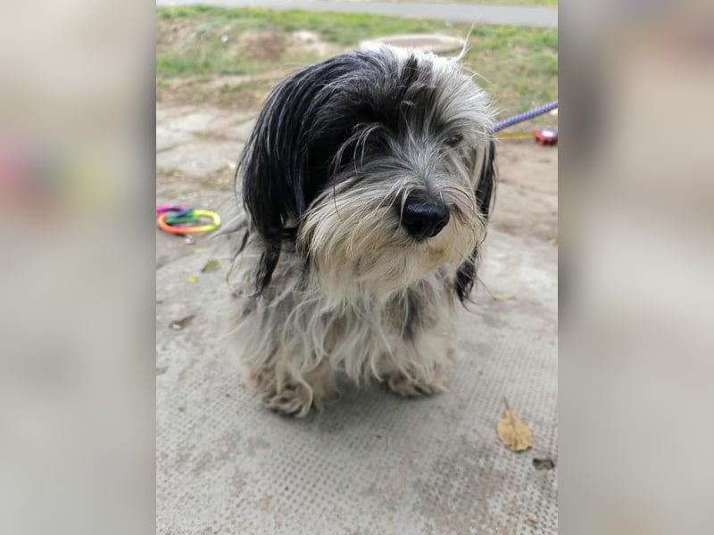 Gizmo, geboren 01.11.2022, 26cm sucht Geborgenheit