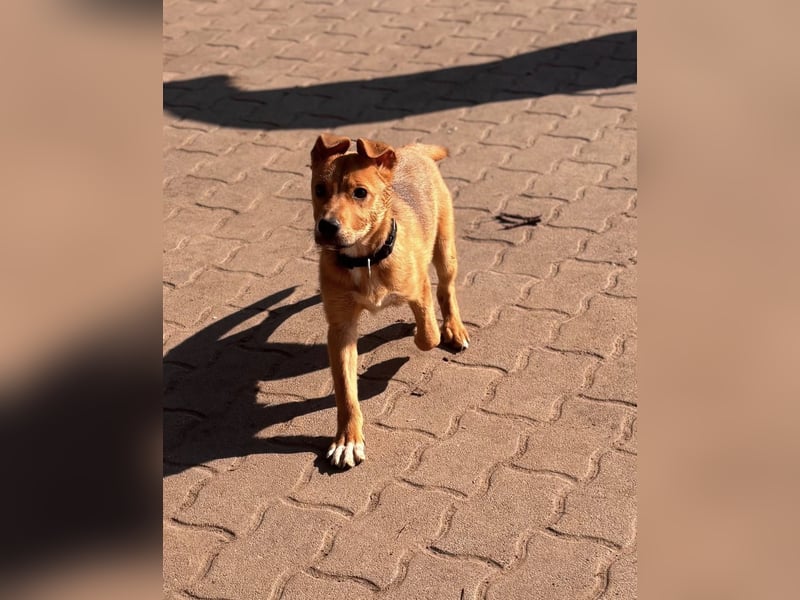 Koda, geboren 01.11.2025, 35cm sucht sein Körbchen