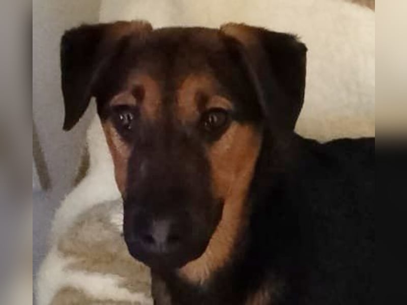 Marko, geboren 26.06.2025, 40cm sucht tierliebe Menschen (Pflegestelle Deutschland)