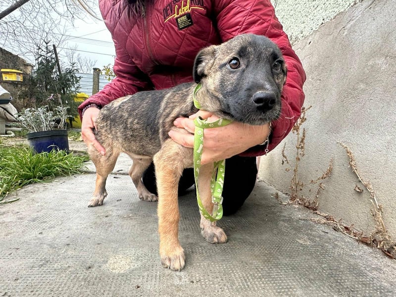 Mano, geboren 11.09.2025, 33cm sucht sein Glück