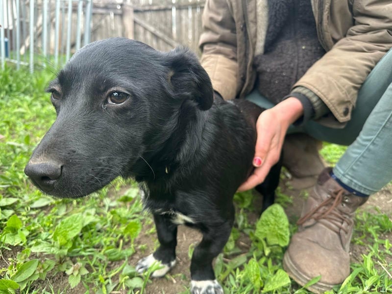 Jack, geboren 03.01.2026, 31cm sucht seine Menschen