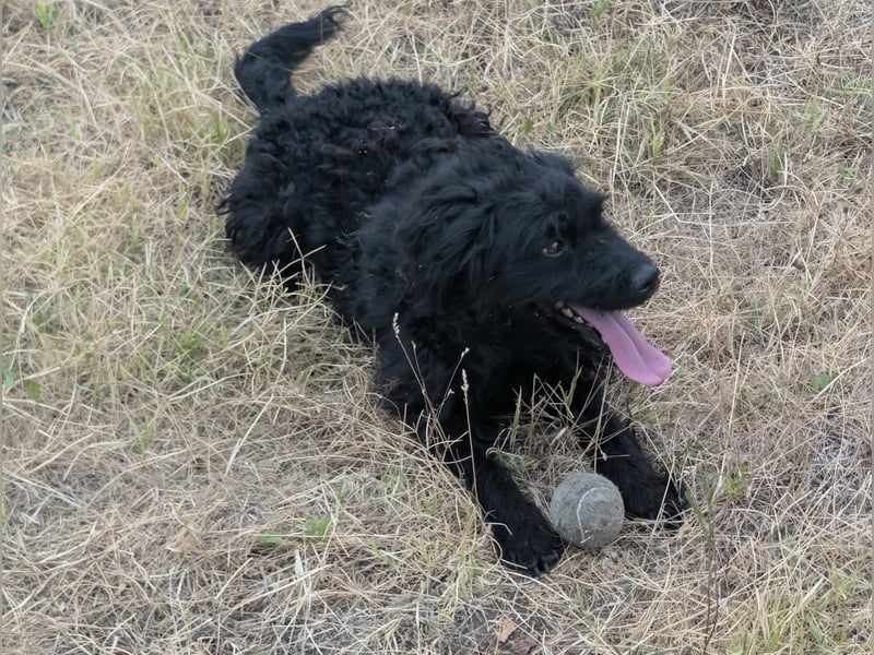 Anka, geboren 01.03.2025, 39cm sucht ihre Chance