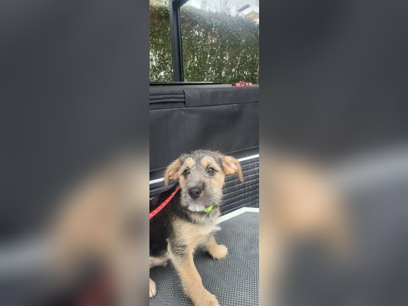 Bradley, geboren 19.10.2025, 32cm sucht sein Zuhause