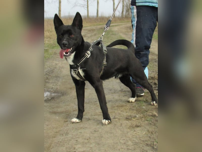 Rubble, geboren 01.12.2024, 43cm sucht seine Menschen