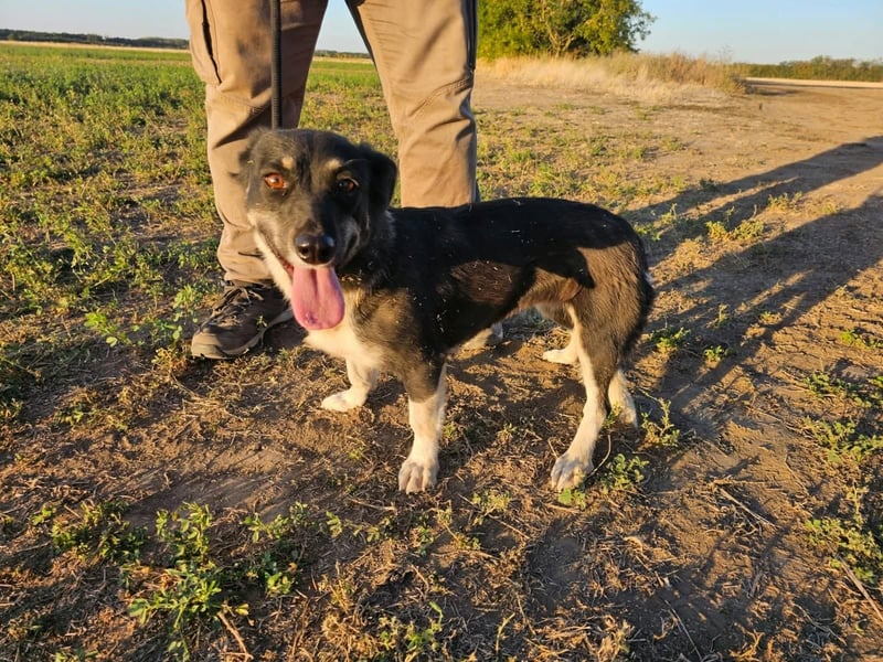 Hermina, geboren 03.08.2024, 37cm sucht ihre Menschen