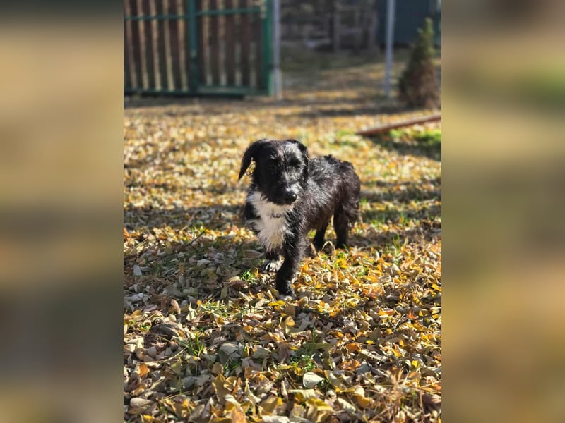 Bogyo, 7 Monate, 24cm sucht ihr Zuhause