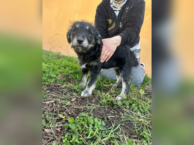 Ava, geboren 11.12.2025, 33cm sucht ihre Menschen