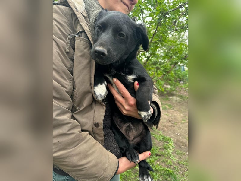 Jack, geboren 03.01.2026, 31cm sucht seine Menschen