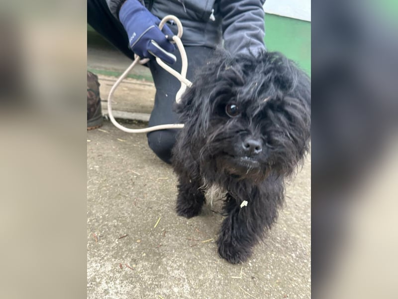 Black, geboren 02.08.2025, 25cm sucht seinen Kuschelplatz