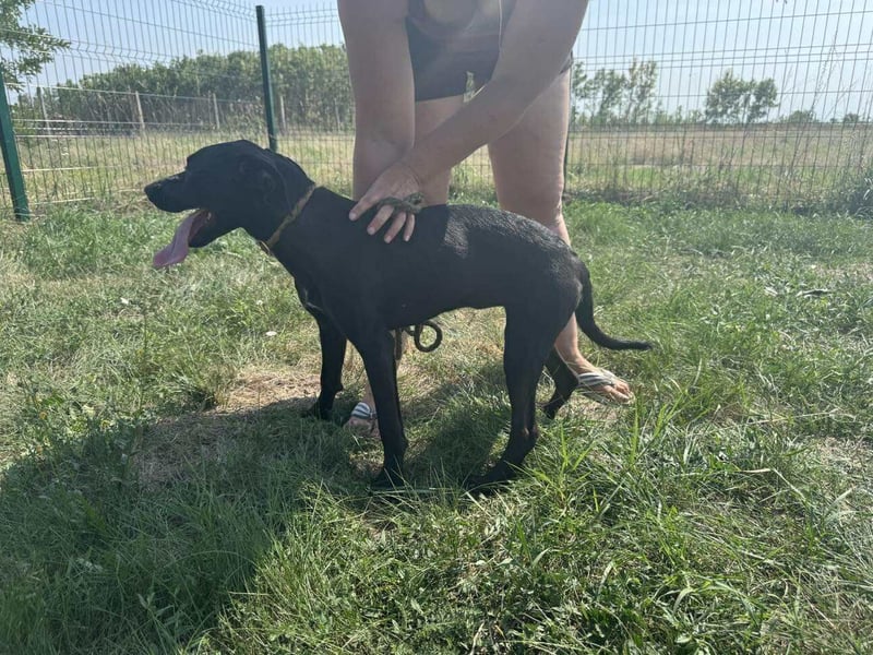 Hella, geboren 25.01.2025, 42cm sucht ihr Für-immer-Zuhause