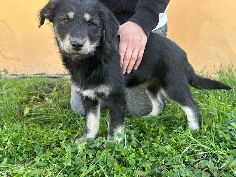 Timon, geboren 11.12.2025, 35cm sucht sein Körbchen