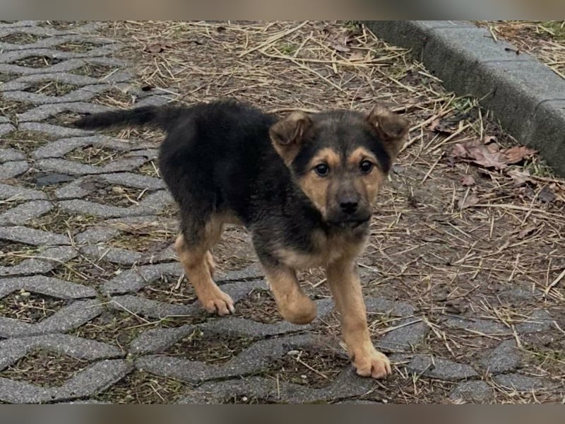 Mancs, geboren 04.10.2025, 30cm sucht leibevolles Zuhause