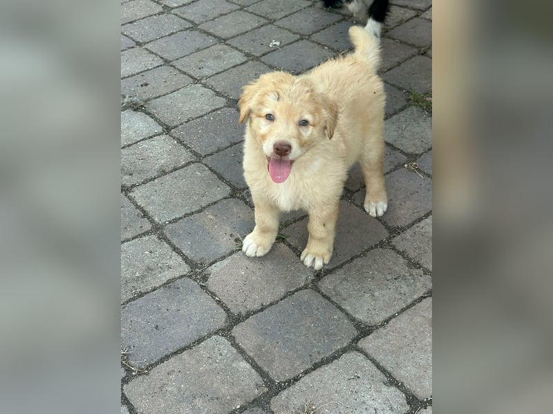 Sari, geboren 25.04.2026, 30cm sucht ihre Familie