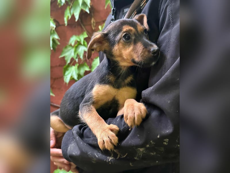 Saki, geboren 26.06.2025, 38cm sucht ihren Platz