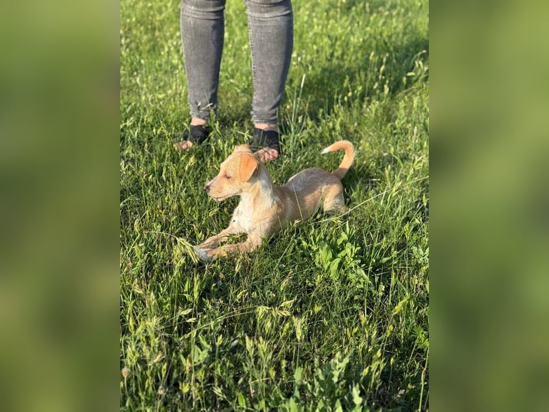 Zserbo, geb. 01.2026, 24cm sucht ihr Glück