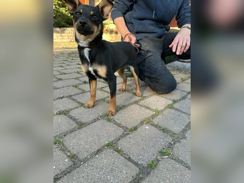 Tina, geb. 01.2026, 32cm sucht ihre Menschen für Abenteuer