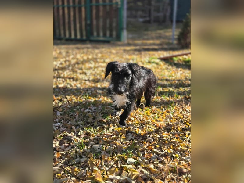 Bogyo, 7 Monate, 24cm sucht ihr Zuhause