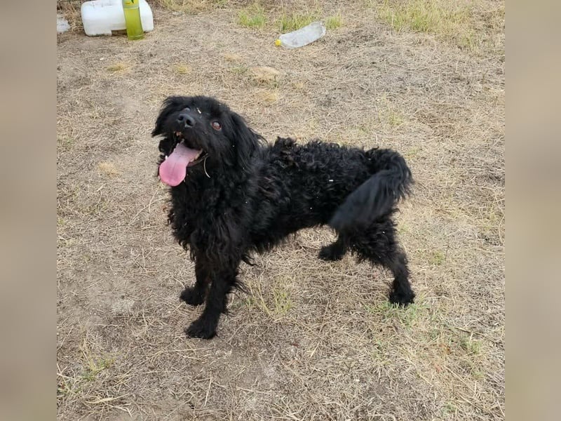 Anka, geboren 01.03.2025, 39cm sucht ihre Chance
