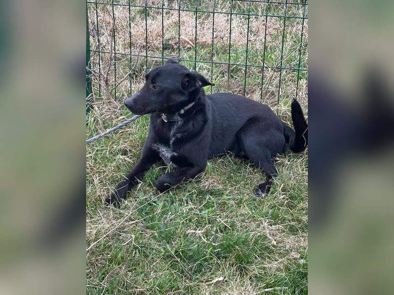 Rico, geboren 15.11.2020, 42cm sucht seine Menschen