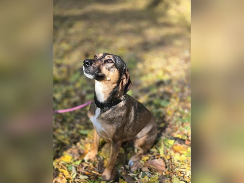 Pircsi, 2 Jahre, 42cm sucht erfahrene Hände