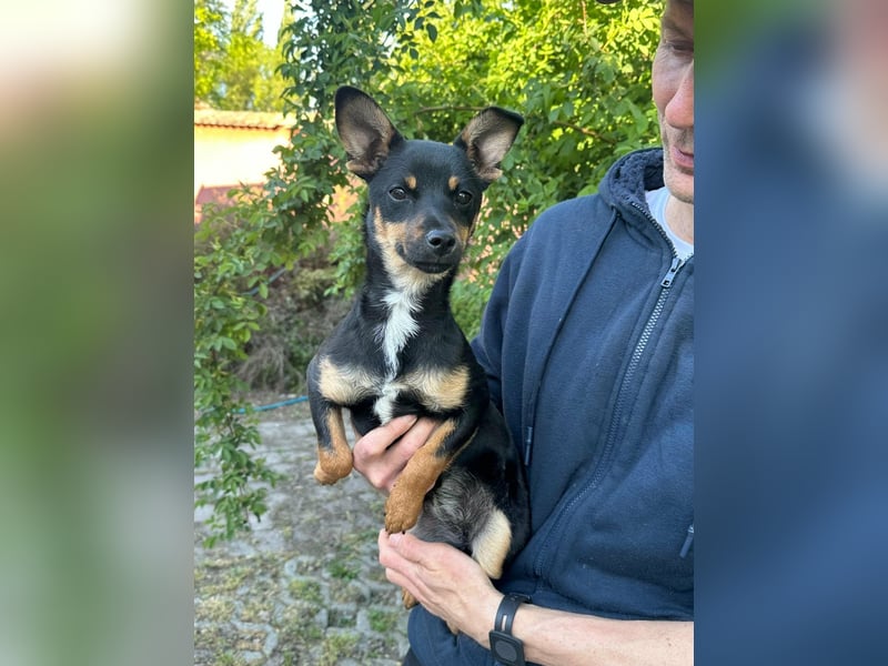 Tina, geb. 01.2026, 32cm sucht ihre Menschen für Abenteuer